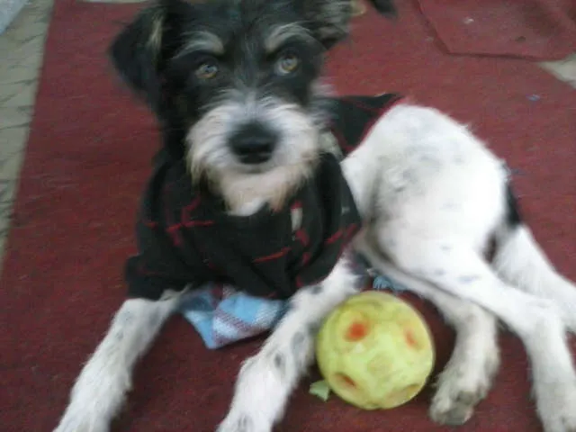 Cachorro ra a SRD idade 2 anos nome Marcelinho