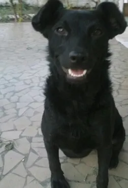 Cachorro raça SRD idade 3 anos nome NIna