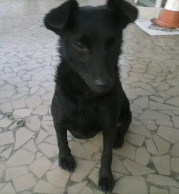 Cachorro ra a SRD idade 3 anos nome NIna