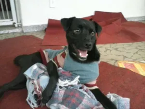 Cachorro raça SRD idade 3 anos nome Chiquinho