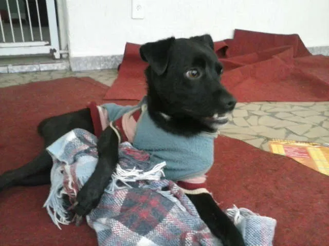 Cachorro ra a SRD idade 3 anos nome Chiquinho