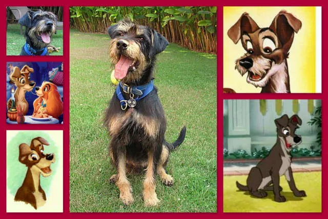 Cachorro ra a mix de fox terrier idade 2 anos nome CADU