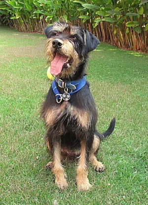 Cachorro raça mix de fox terrier idade 2 anos nome CADU