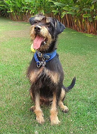 Cachorro ra a mix de fox terrier idade 2 anos nome CADU