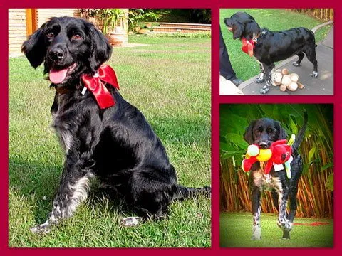 Cachorro ra a mix de cocker idade 1 ano nome LARA