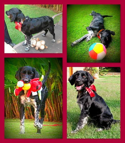 Cachorro ra a mix de cocker idade 1 ano nome LARA
