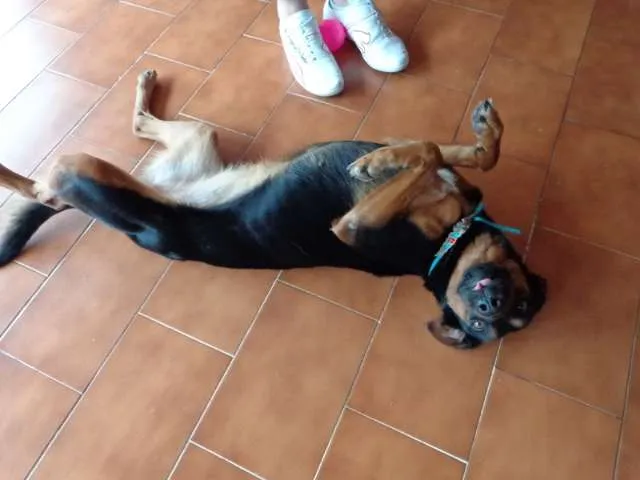 Cachorro ra a SRD idade 1 ano nome Mavis