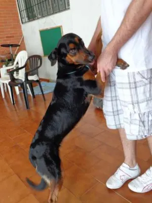 Cachorro raça SRD idade 1 ano nome Mavis