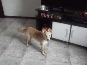 Cachorro raça não sabemos idade 2 a 6 meses nome Lili