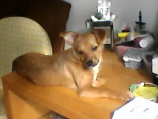 Cachorro ra a SRD idade 7 a 11 meses nome paçoca