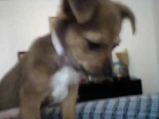 Cachorro ra a SRD idade 7 a 11 meses nome paçoca