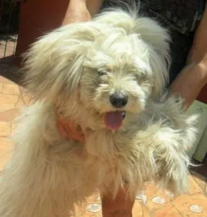 Cachorro raça Poodle Gigante idade 2 anos nome Tufão