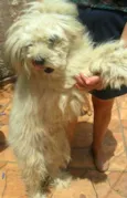Tufão