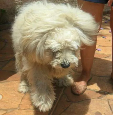 Cachorro ra a Poodle Gigante idade 2 anos nome Tufão