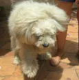 Tufão