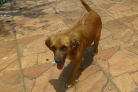 Cachorro ra a SRD idade 3 anos nome Tina