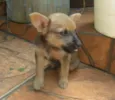 Nina