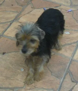 Cachorro raça  idade  nome Nina
