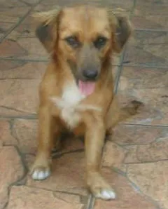Cachorro raça SRD idade 3 anos nome Tina