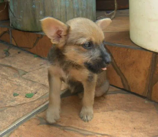Cachorro ra a  idade 2 a 6 meses nome Filhotes