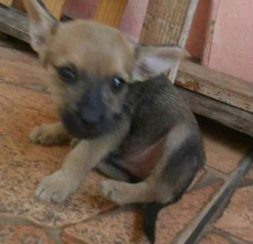 Cachorro ra a  idade 2 a 6 meses nome Filhotes