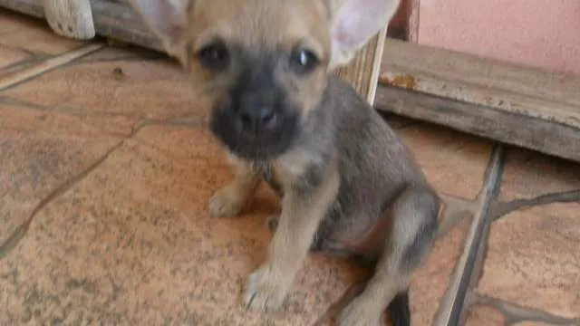 Cachorro ra a  idade 2 a 6 meses nome Filhotes