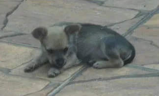 Cachorro ra a  idade 2 a 6 meses nome Filhotes