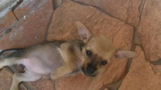 Cachorro ra a  idade 2 a 6 meses nome Filhotes