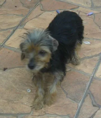 Cachorro ra a  idade 2 a 6 meses nome Filhotes