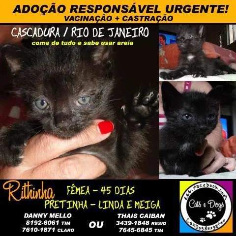 Gato ra a SRD idade Abaixo de 2 meses nome Rithinha