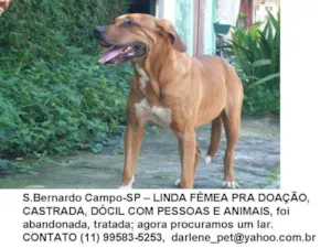 Cachorro raça mestiça fila idade 2 anos nome Thais