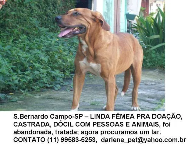 Cachorro ra a mestiça fila idade 2 anos nome Thais