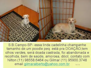 Cachorro raça srd/poodle idade 1 ano nome Bianca