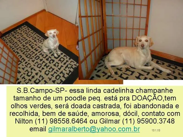 Cachorro ra a srd/poodle idade 1 ano nome Bianca