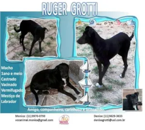 Cachorro raça SRD idade 2 anos nome Ruger