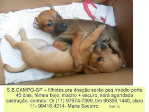 Cachorro raça SRD idade Abaixo de 2 meses nome casal de bebezinhos