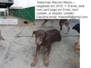 Cachorro raça Dobermann idade 6 ou mais anos nome Roger