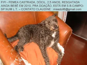 Cachorro raça SRD idade 3 anos nome Fifi