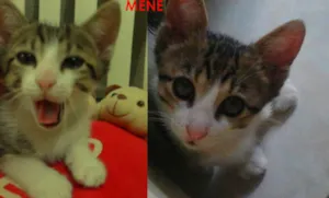 Gato raça Vira-lata idade 2 a 6 meses nome Mene Canaã