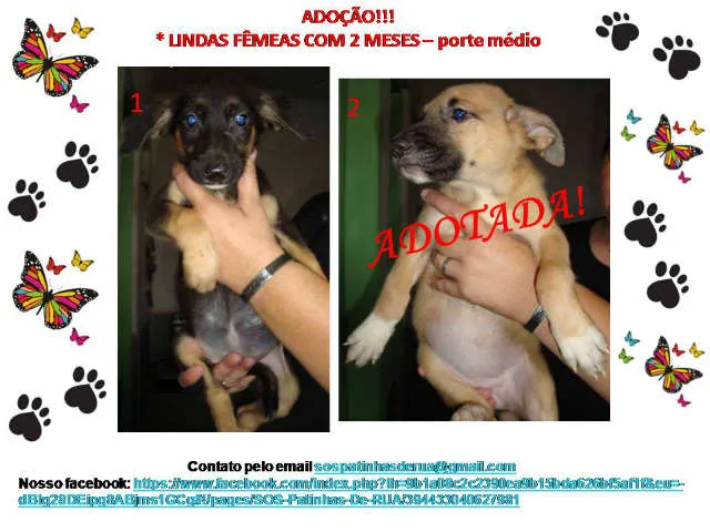Cachorro ra a srd idade 2 a 6 meses nome Filhote Fêmea