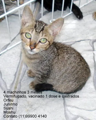 Gato ra a Pelo Curto Brasileiro idade 2 a 6 meses nome Orfeu, Sushi, Moshu