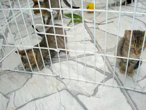 Gato raça Pelo Curto Brasileiro idade 2 a 6 meses nome Orfeu, Sushi, Moshu