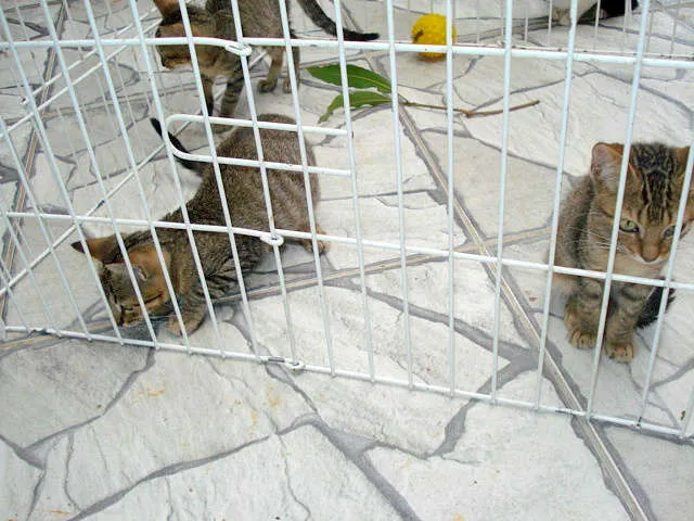 Gato ra a Pelo Curto Brasileiro idade 2 a 6 meses nome Orfeu, Sushi, Moshu
