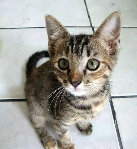 Gato ra a Pelo Curto Brasileiro idade 2 a 6 meses nome Orfeu, Sushi, Moshu