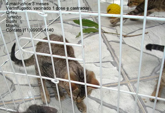 Gato ra a Pelo Curto Brasileiro idade 2 a 6 meses nome Orfeu, Sushi, Moshu