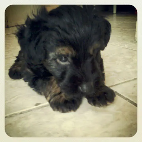 Cachorro ra a Border Collie idade 2 a 6 meses nome Nina