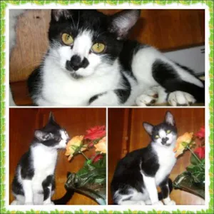 Gato raça SRD idade 7 a 11 meses nome Mancha