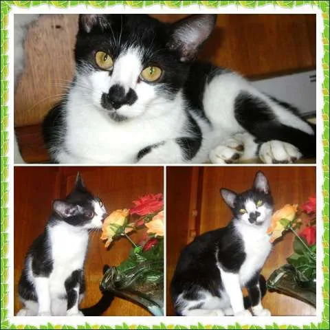 Gato ra a SRD idade 7 a 11 meses nome Mancha