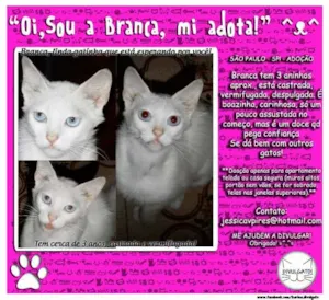 Gato raça SRD idade 2 anos nome Branca