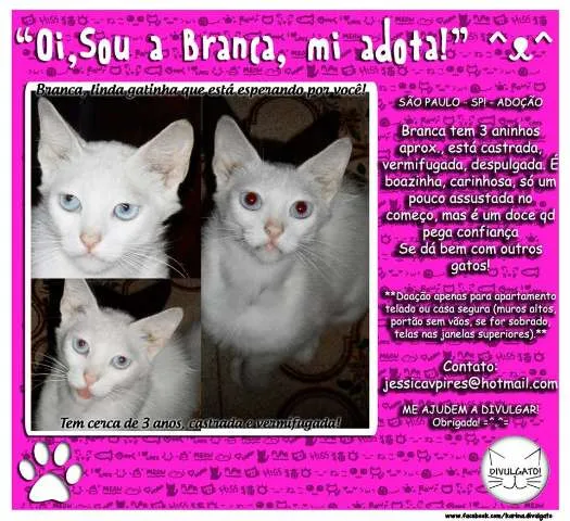 Gato ra a SRD idade 2 anos nome Branca